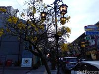 Bunga Tabebuya Hiasi Sepanjang Jalan Braga