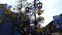 Mekarnya bunga tabebuya yang berwarna kuning berbentuk mirip terompet ini menambah keindahan Jalan Braga sejak dua minggu terakhir (Reta Amaliyah Shafitri/detikcom)