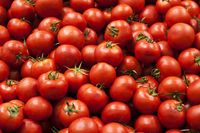 Jika Pria Rutin Makan Tomat, Kualitas Spermanya Bisa Meningkat 50%