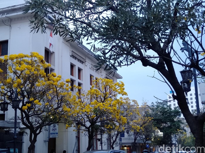 Bunga Tabebuya di Jalan Braga