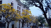 Mekarnya bunga Tabebuya membuat sepanjang Jalan Braga terasa seperti negeri matahari terbit, Jepang (Reta Amaliyah Shafitri/detikcom)