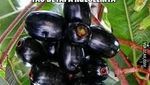 Kocak! Meme Jajanan Kampung Ini Karya dari Netizen