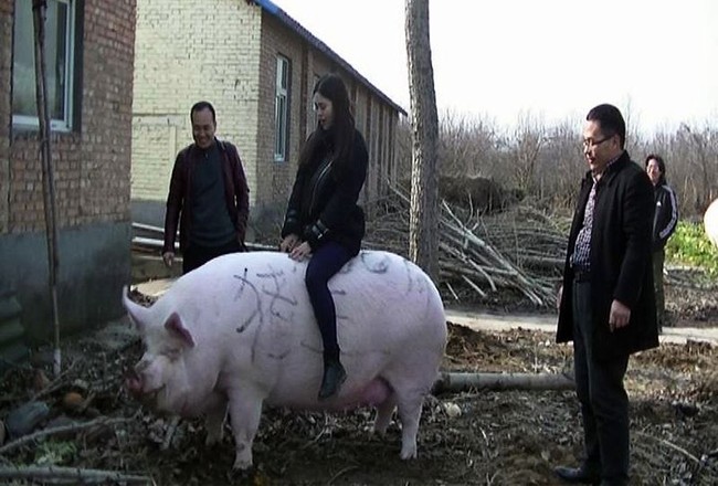 5 Fakta Babi Jumbo Seberat 500 Kg yang Kini Dikembangkan China