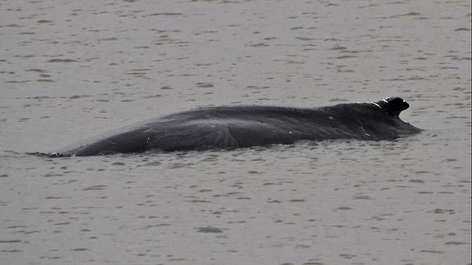 A 10m humpback whale spotted in the River Thames earlier this week has been found dead. (Photo: Twitter/SimonWest26)Read more at https://www.channelnewsasia.com/news/world/humpback-whale-found-dead-river-thames-london-11985294