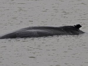 Paus Bungkuk Sepanjang 10 Meter Ditemukan Mati di Sungai Thames