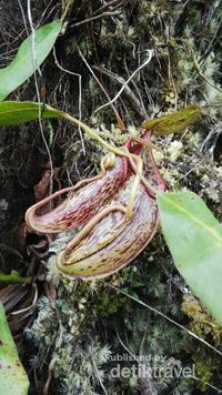 Pandeglang dan Gunung Aseupan yang Sepi