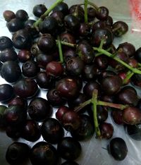 Ciplukan hingga Kelubi, Ini 5 Buah Unik Asli Indonesia