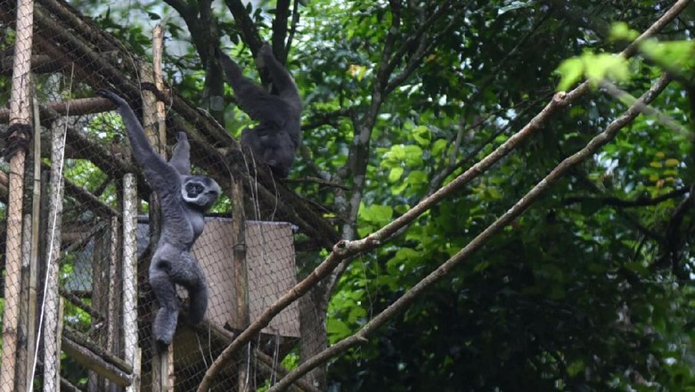 Peduli Owa Jawa, Yuk Ikutan Camping di Gunung Puntang Peduli Owa Jawa, Yuk Ikutan Camping di Gunung Puntang