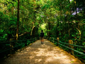 Rindu yang Tertinggal di Hutan