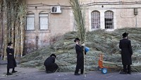 Nampak sejumlah umat Yahudi sedang memilih daun palem untuk digunakan sebagai atap atau penutup pondok mereka untuk merayakan Sukkot. AP Photo/Oded Balilty.