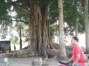 Hasil Ekskavasi, Diduga Bangunan Utama Candi Gedog di Bawah Pohon Beringin