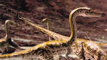 Majungasaurus crenatissimus: Salah satu dari sedikit dinosaurus kanibal, Majungasaurus crenatissimus punya tengkorak yang berbeda dibandingkan kebanyakan Theropoda. Moncongnya yang lebar membuat mereka dapat menggigit dan menahan mangsanya sampai mati, seperti halnya kucing. Foto: Dinosaur World