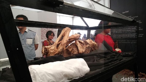 Tak hanya Mesir yang punya mumi, Indonesia juga punya. Berlokasi di dalam venue tersebut, dapat dijumpai juga sebuah mumi koleksi Balai Pelestarian Cagar Budaya Sulawesi Selatan. Ditemukan tahun 1950, konon mumi tersebut adalah lelaki dewasa yang berasal dari kalangan bangsawan atau tokoh terhormat (Randy/detikcom) Tak hanya Mesir yang punya mumi, Indonesia juga punya. Berlokasi di dalam venue tersebut, dapat dijumpai juga sebuah mumi koleksi Balai Pelestarian Cagar Budaya Sulawesi Selatan. Ditemukan tahun 1950, konon mumi tersebut adalah lelaki dewasa yang berasal dari kalangan bangsawan atau tokoh terhormat (Randy/detikcom)