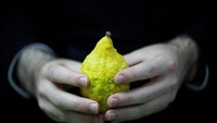Buah ini memliki bentuk seperti jeruk lemon dan berwarna kuning. Selain buah Etrog, sejumlah aspek lain yang ada di perayaan Hari Raya Sukkot adalah ranting daun Myrtel dan ranting pohon willou, yang juga memiliki makna tak kalah dalam bagi umat Yahudi. Amir Cohen/Reuters.