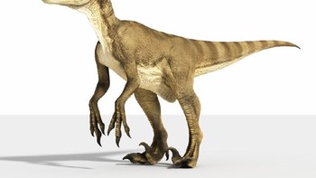 Velociraptor mongoliensis: Menjadi terkenal semenjak film Jurassic Park, Velociraptor mongoliensis sebenarnya lebih lanbat dan lebih kecil di dunia nyata. Namun mereka punya cakar besar, tajam dan melengkung. Riset mengindikasikan cakar ini dipakai untuk menahan mangsa lolos dari cengkraman.Foto: Dinosaur World