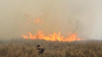 Kencangnya angin di lokasi lahan yang terbakar membuat api cepat meluas sehingga membuat panik warga karena api menjalar menuju permukiman penduduk.