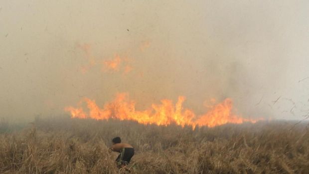 Upaya pemadaman karhutla di kawasan Sumatera dan Kalimantan terus dilakukan. Warga turut berjibaku memadamkan api agar tak makin meluas hingga permukiman.