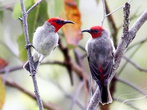 BBKSDA Sumut Lepas 48 Ekor Burung di TWA Sibolangit