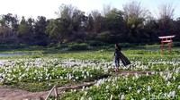 Kalinampu Natural Park buka dari jam 7 pagi hingga menjelang Maghrib. Sedangkan untuk tarif masuk, traveler cukup membayar tarif parkir sebesar Rp 5 ribu saja. Murah kan? (Pradito/detikcom)