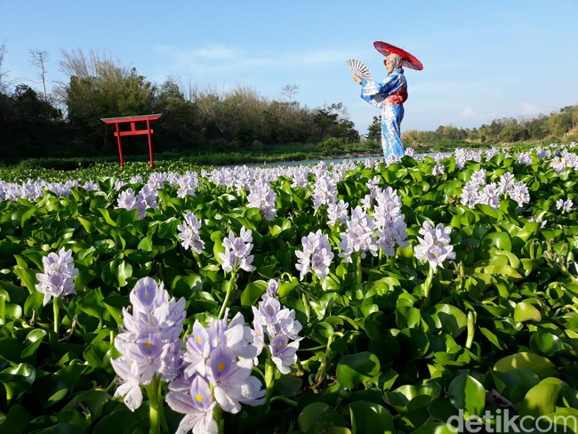 5 Fakta Eceng Gondok, Dianggap Gulma Tapi Enak Dimakan dan Kaya Nutrisi