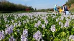 Foto: Seperti di Jepang, Padahal di Bantul
