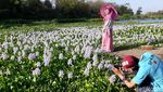 Foto: Seperti di Jepang, Padahal di Bantul