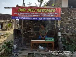 Heboh Ada Bisnis Jual Beli Ketombe Rp 65 Ribu/kg, Ini Faktanya!