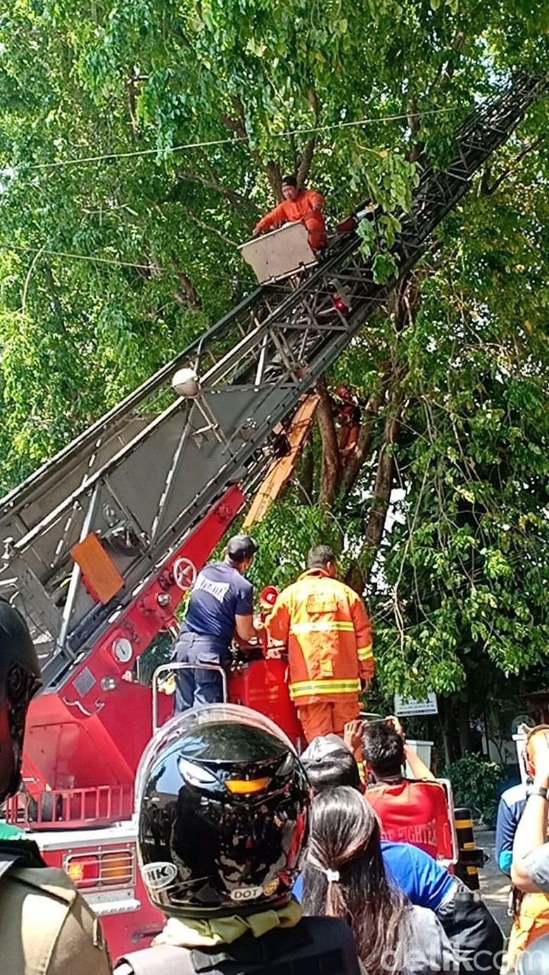 Usai Meriahkan HUT Jatim, Penerjun Paramotor Ini Nyangkut di Pohon Usai Meriahkan HUT Jatim, Penerjun Paramotor Ini Nyangkut di Pohon