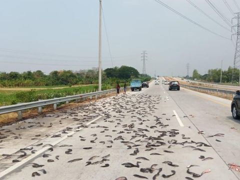 Lele yang berserakan di jalan/