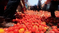 Tak Hanya Spanyol, Lembang Juga Punya Festival Perang Tomat Lho