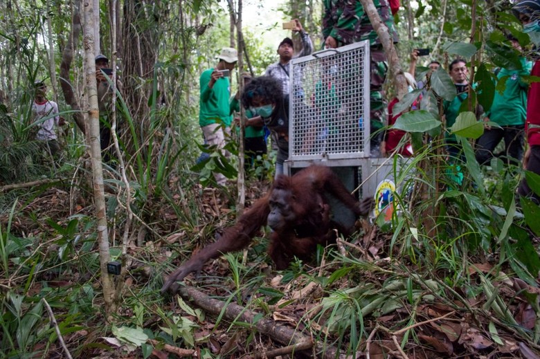 Orang Utan Mama Sifa dan Anaknya Diselamatkan dari Karhutla di Kalbar