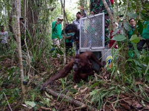 Orang Utan Mama Sifa dan Anaknya Diselamatkan dari Karhutla di Kalbar