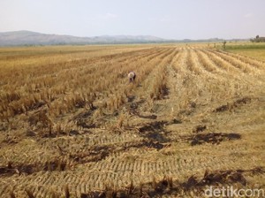 Mengoptimalkan Pertanian Lahan Kering