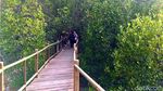 Foto: Rewataa, Hutan Mangrove Kaya Pesona di Sulawesi Barat