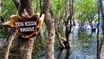 Foto: Rewataa, Hutan Mangrove Kaya Pesona di Sulawesi Barat