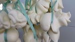 Yuk, Intip Proses Pembuatan Keju Mozzarella Italia yang Autentik!