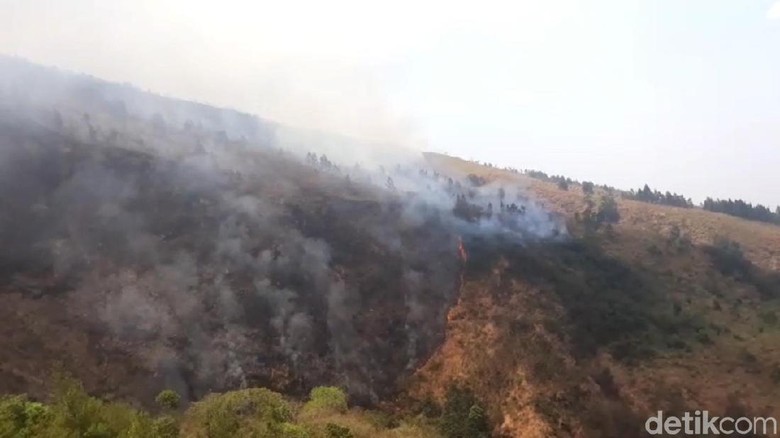 Cemara dan Akasia Ludes, Kebakaran di Gunung Ringgit Pasuruan Padam Cemara dan Akasia Ludes, Kebakaran di Gunung Ringgit Pasuruan Padam