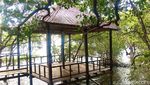 Foto: Rewataa, Hutan Mangrove Kaya Pesona di Sulawesi Barat