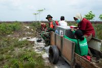 Orang Utan Mama Sifa dan Anaknya Diselamatkan dari Karhutla di Kalbar