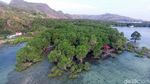 Foto: Rewataa, Hutan Mangrove Kaya Pesona di Sulawesi Barat