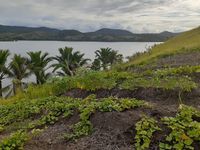 Misteri Kapak Berusia 2.500 Tahun di Papua