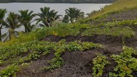 Situs Bobu Uriyeng merupakan bukit di tepi Danau Sentani (Hari Suroto/Balai Arkeologi Papua/Istimewa)