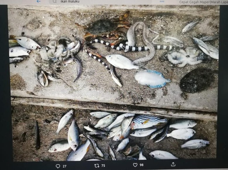 Ikan hingga Ular Laut Mati Misterius di Pantai Maluku, Ini Kata BNPB Ikan hingga Ular Laut Mati Misterius di Pantai Maluku, Ini Kata BNPB