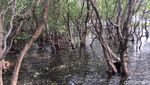 Foto: Rewataa, Hutan Mangrove Kaya Pesona di Sulawesi Barat