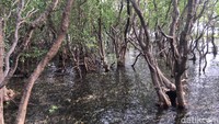 Kawasan wisata hutan mangrove Rewataa diresmikan oleh Bupati Majene Fahmi Massiara pada bulan Maret lalu.  (Foto: Abdy Febriady/detikcom)