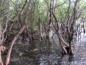 Tangkal Corona, DLH Sultra Bikin Ramuan Tingkatkan Imun dari Mangrove