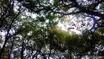 Foto: Rewataa, Hutan Mangrove Kaya Pesona di Sulawesi Barat