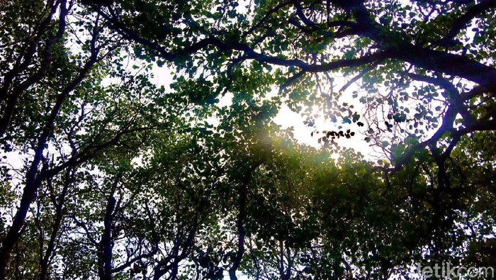 Hutan wisata mangrove Rewataa, Hutan mangrove Rewataa, Rewataa