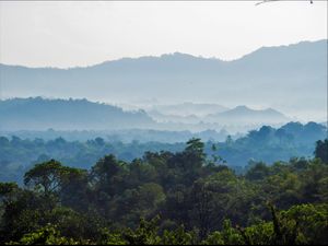 Amazing Leuser