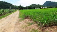 Tepatnya, Alien ini berada di Bukit Khao Kala, sebelah utara Bangkok, di Nakhon Sawan. Kota ini ramai didatangi pengunjung yang mempercayai adanya UFO. (CNN Travel)  